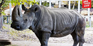 В Київському зоопарку помер найстаріший у Європі білий носоріг