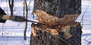 Штрафы за незаконную рубку леса могут увеличить в 10 раз